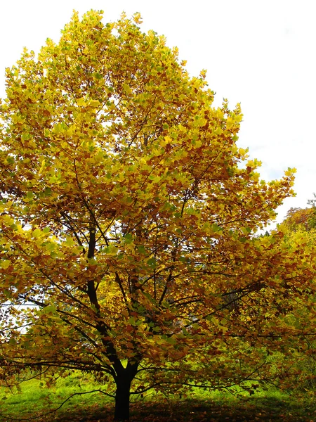 stock image Autumn tree