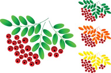 Ashberry clipart