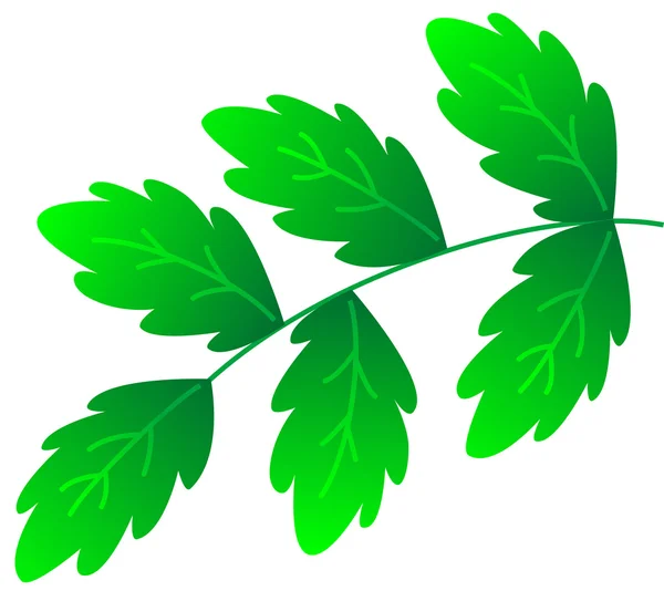 Green branch — Stock Vector