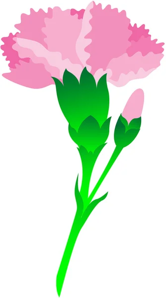 Carnation — Stockový vektor