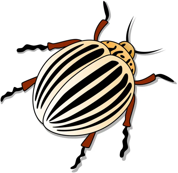 Escarabajo de la patata de Colorado — Archivo Imágenes Vectoriales