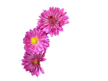 Flowers clipart