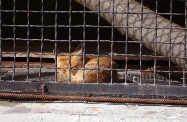 stock image Fox behind bars