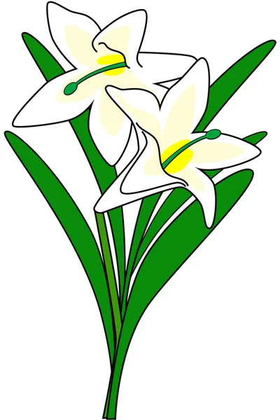 Lily — Stock Vector