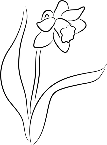 Narciso — Archivo Imágenes Vectoriales