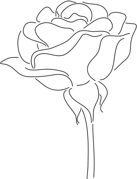 Роза — стоковый вектор