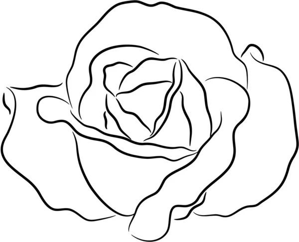 Троянди контур — стоковий вектор