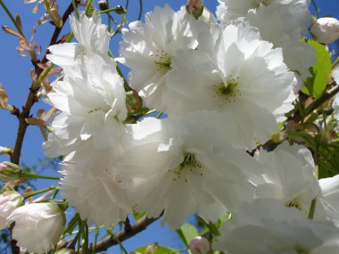 Sakura