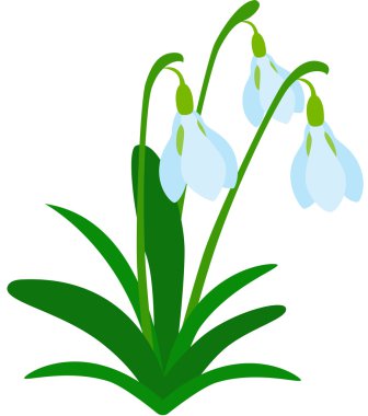 Download Snowdrop Flower Free Vector Eps Cdr Ai Svg Vector Illustration Graphic Art