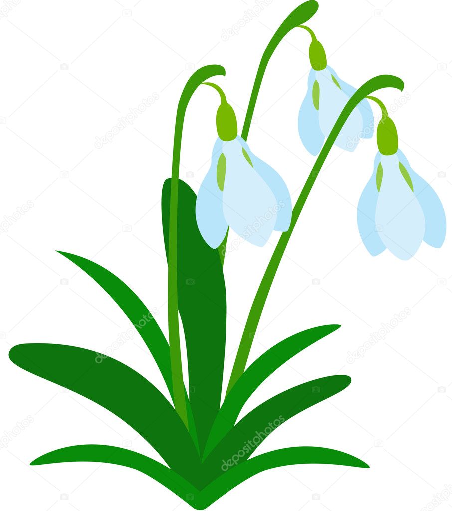 https://static3.depositphotos.com/1005716/239/v/950/depositphotos_2392560-stock-illustration-snowdrop-flower.jpg