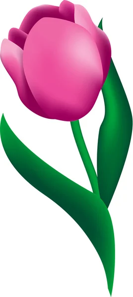 Цветок тюльпана — стоковый вектор