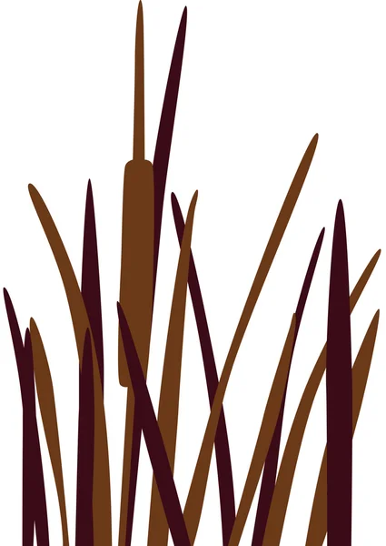 Reed — Stock Vector