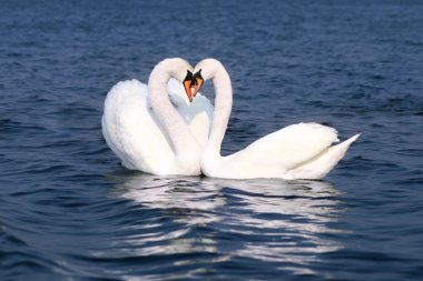Swans fall in love clipart