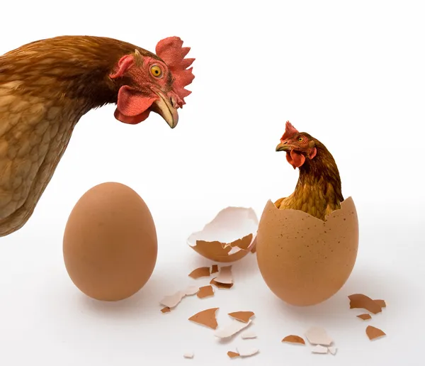Huhn oder Ei auf Weiß, philosophische Frage, wer der Erste war. Philosophisches Dilemma — Stockfoto