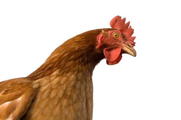 Κοτόπουλο — Φωτογραφία Αρχείου