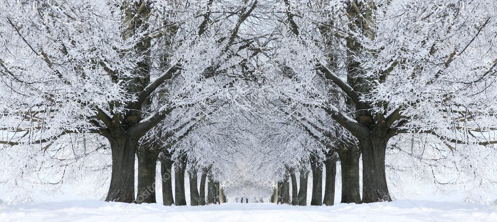 Winter Snow Trees, Park Road Perspective, White Alley Tree Rows