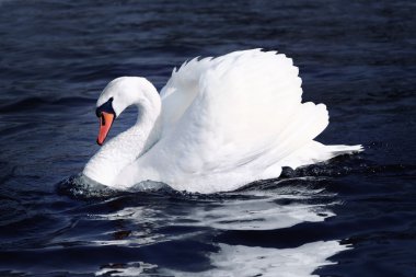 Swan clipart