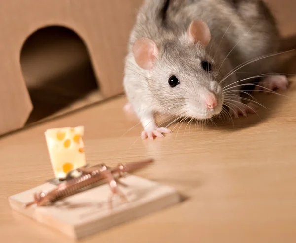 Szczur i ser — Zdjęcie stockowe