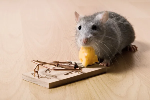 Rat en kaas — Stockfoto