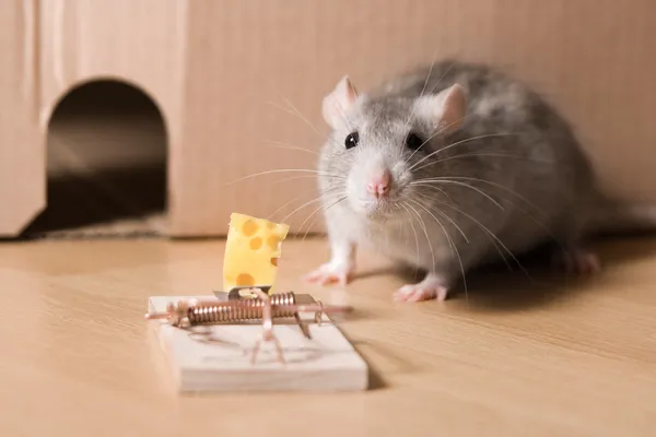 Pułapka na myszy i ser — Zdjęcie stockowe