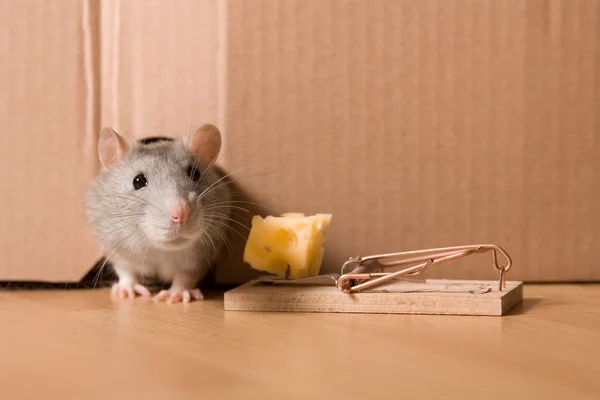 Råtta och ost — Stockfoto
