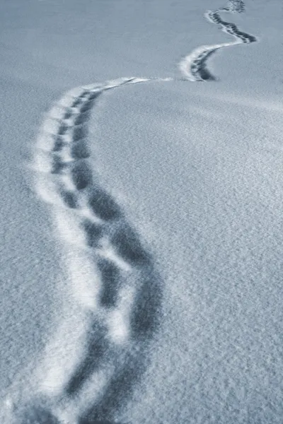 Caminho de inverno — Fotografia de Stock