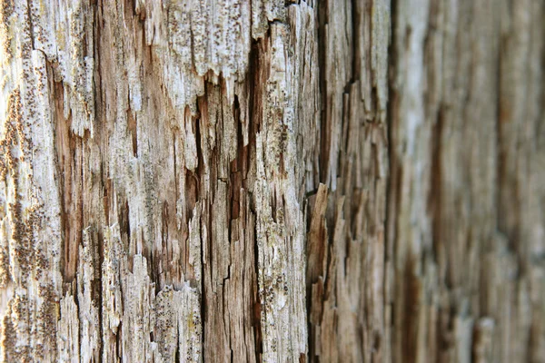 Gammalt trä — Stockfoto