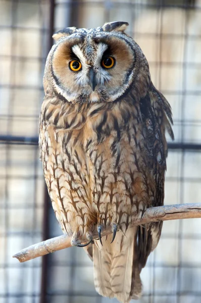 Owl in the zoo Stock Photo