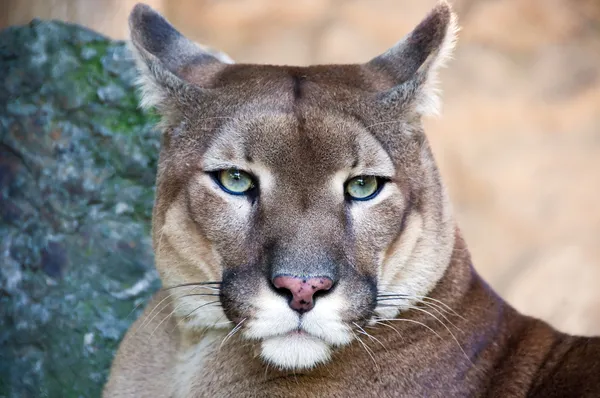 show me pictures of pumas