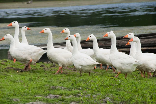 stock image Goose