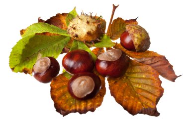 Chestnuts clipart