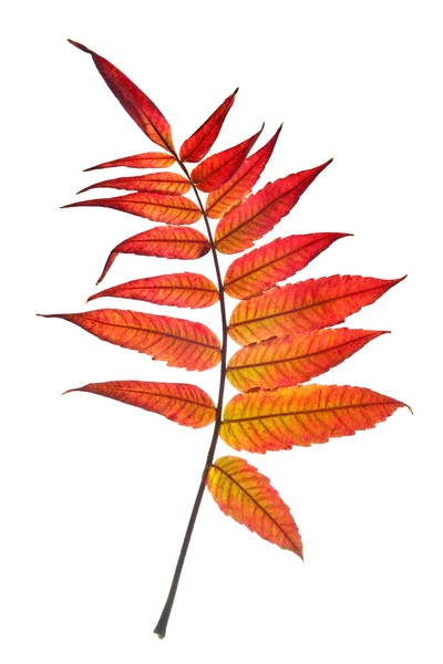 Veelkleurige bladeren — Stockfoto