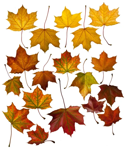 Quadro com folhas multicoloridas — Fotografia de Stock