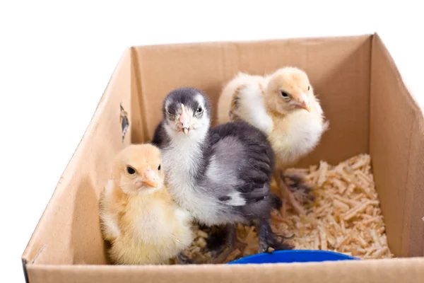 stock image Chicken baby in the box