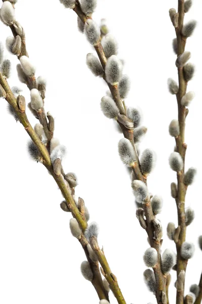 Ranting willow — Stok Foto