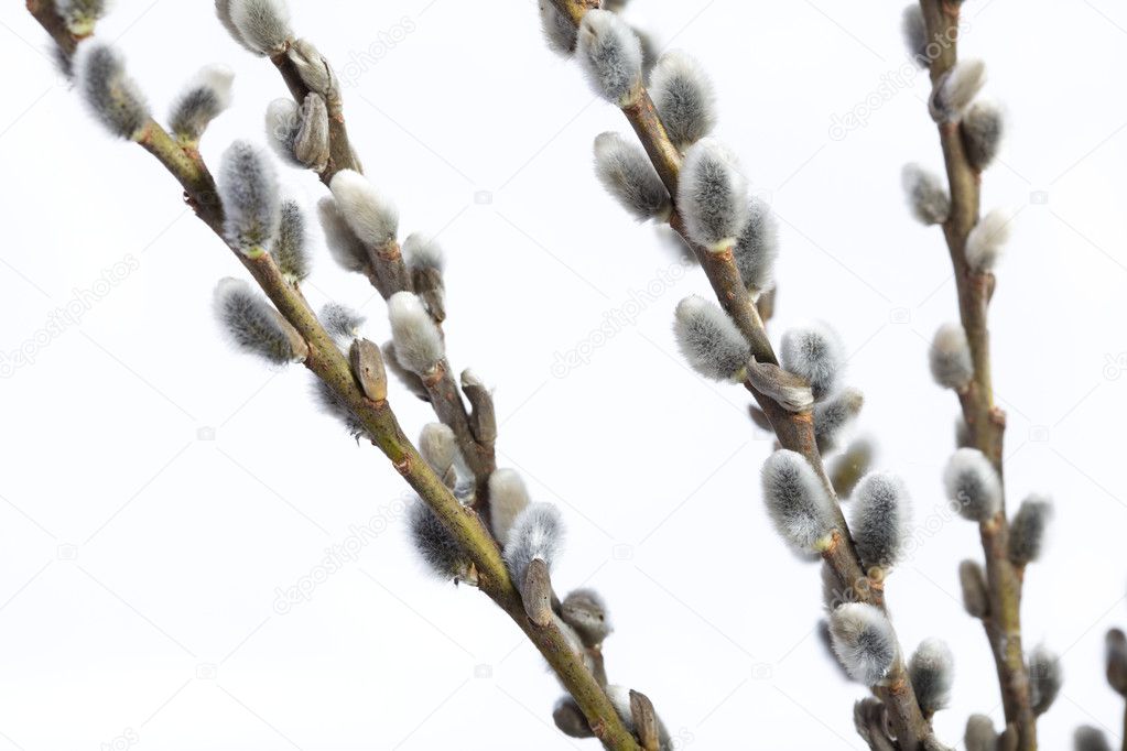 Willow twig