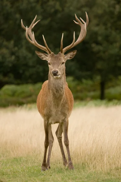 Z poroża jelenia stag — Zdjęcie stockowe