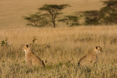 Opposing cheetahs clipart