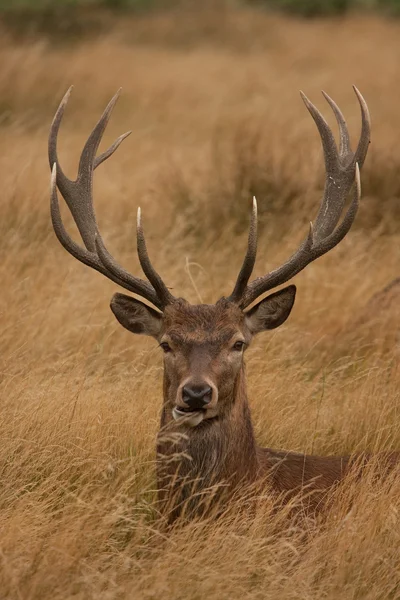 Jeleń jelenia z poroża — Zdjęcie stockowe
