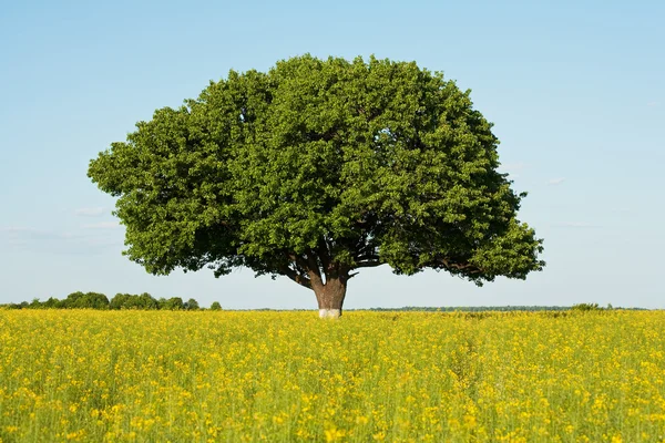 Jeden strom v poli řepky — Stock fotografie