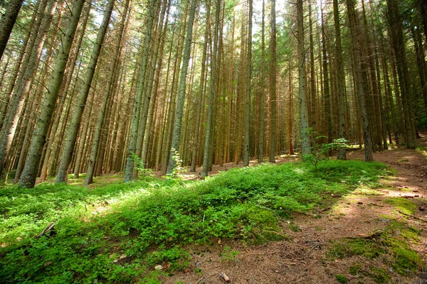 Fenyves erdő — Stock Fotó