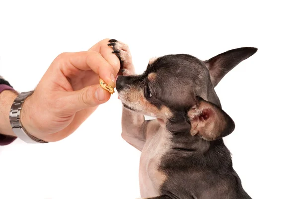 Chihuahua äter — Stockfoto