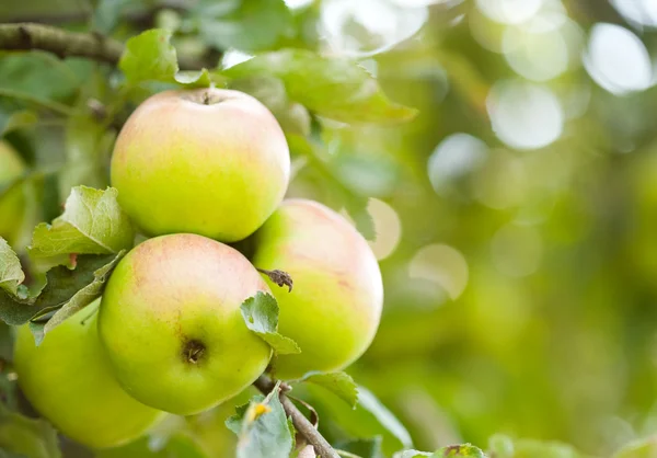 Manzanas en una rama — Foto de Stock