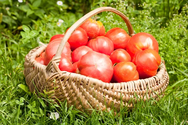 熟的西红柿与购物篮 — 图库照片