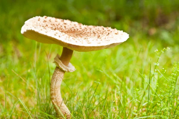 Парасолька гриб — стокове фото