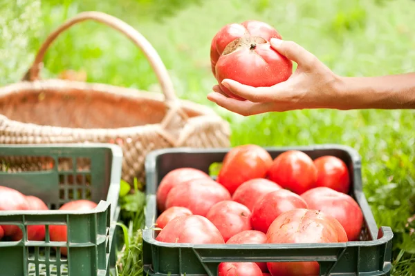 Panienka sortowania pomidory — Zdjęcie stockowe