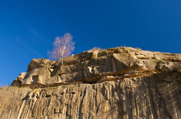돌에서 자란 나무 — 스톡 사진