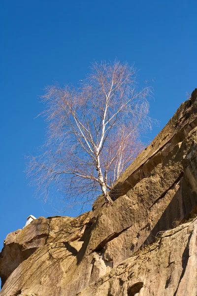 Strom, v kameni — Stock fotografie