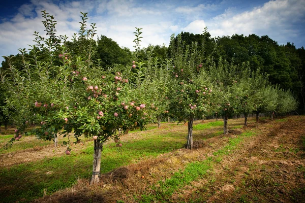 Orchard — Stock Photo, Image