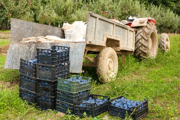 Boxes with plums near tractor — Stock Photo, Image